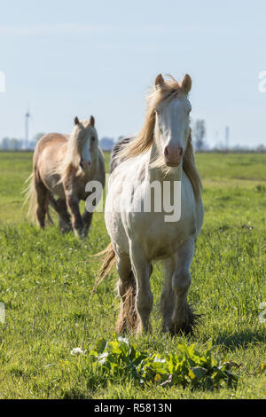 Cremello in der pasturer Tinker Stockfoto