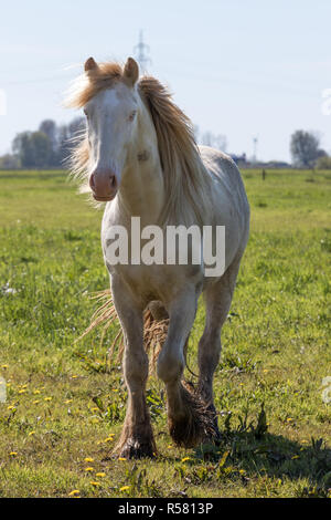 Cremello in der pasturer Tinker Stockfoto
