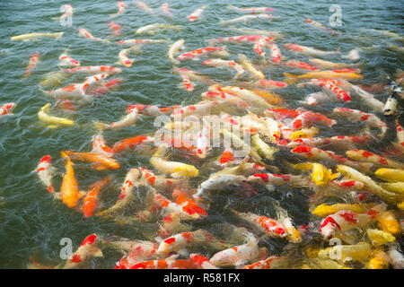 Koi Fish Stockfoto