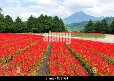 Red Salvia Farm Stockfoto