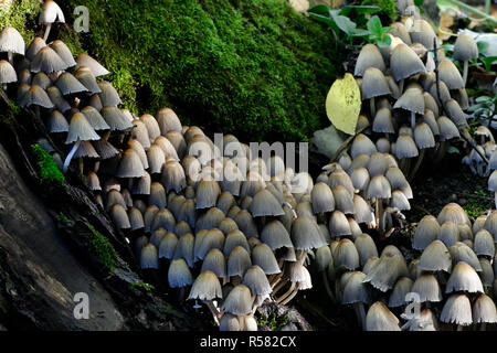 Coprinellus micaceus, glitzernden Inkcap Pilz Stockfoto