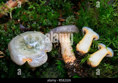 Lactarius fennoscandicus, bekannt als falscher Safran-Milchkappenpilz oder orangefarbener Milchkappenpilz, wilder essbarer Pilz aus Finlan Stockfoto