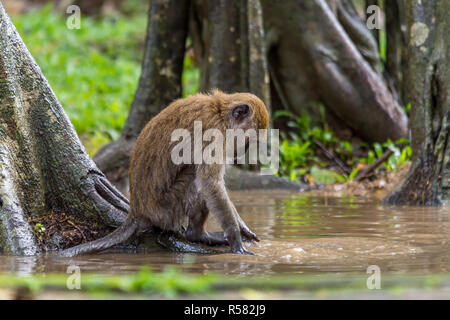 Nette junge Affen spielen Wasser im Park Stockfoto