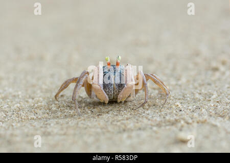 Kleinen Niedlichen runden Krabbe auf Sand Stockfoto