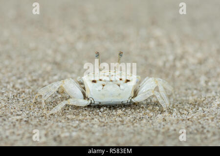 White Sandy baby Krabbe Stockfoto