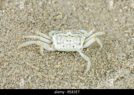 White Sandy baby Krabbe Stockfoto