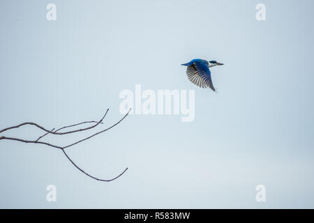 Collared Kingfisher (Halcyon Chloris) - Vogel Stockfoto