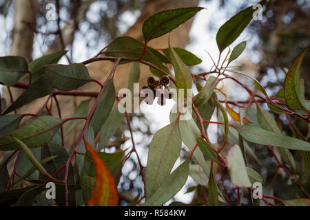 Nahaufnahme auf Eukalyptus Zweig mit Knospen Stockfoto