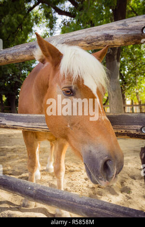 Pferd mit Blick auf die Kamera über Zaun Stockfoto