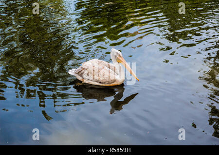 Pelikan floating in den See Stockfoto