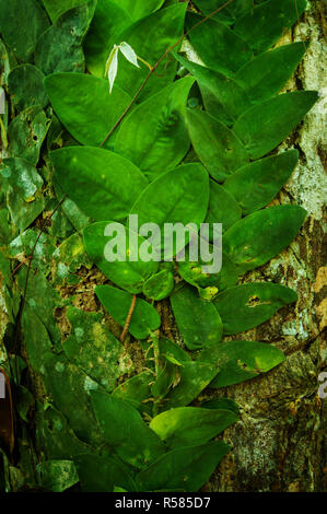 Schleichende Reben im Dschungel Stockfoto