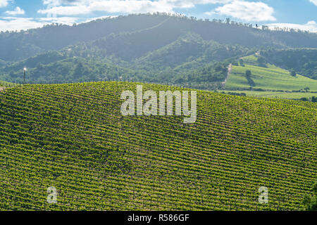 Wein aus Chile vielleicht der beste auf der Welt sind, können wir die Weinberge bei Casablanca, Valparaiso, Tausende und Abertausende von wachsenden Trauben siehe Stockfoto