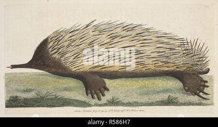 Myrmecophaga Aculeata. Die short-Beaked Echidna (Tachyglossus aculeatus). Porcupine Ameisenbär. Vivarium Naturae sive rerum naturalium... icones ad ipsam depictae naturam et descriptÃ ¦. - Die Naturforscher' Miscellany oder farbige Abbildungen der natürlichen Objekte gezeichnet und beschrieben ... aus der Natur. London: Nodder & Co., 1789-1813. Quelle: 44. b 20 Platte 109. Autor: SHAW, George. Nodder, Frederick Polydore. Stockfoto
