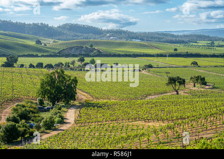 Wein aus Chile vielleicht der beste auf der Welt sind, können wir die Weinberge bei Casablanca, Valparaiso, Tausende und Abertausende von wachsenden Trauben siehe Stockfoto