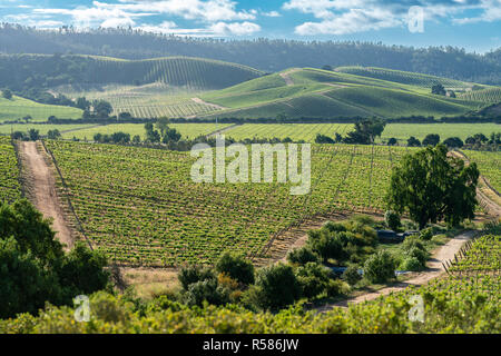 Wein aus Chile vielleicht der beste auf der Welt sind, können wir die Weinberge bei Casablanca, Valparaiso, Tausende und Abertausende von wachsenden Trauben siehe Stockfoto