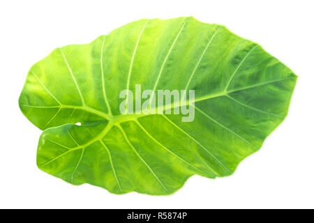 Ansicht von oben geschossen der Blätter. Blätter mit Isolieren auf weißem Hintergrund. Blätter auf Weiß. Stockfoto