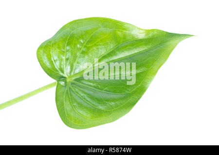 Ansicht von oben geschossen der Blätter. Blätter mit Isolieren auf weißem Hintergrund. Blätter auf Weiß. Stockfoto