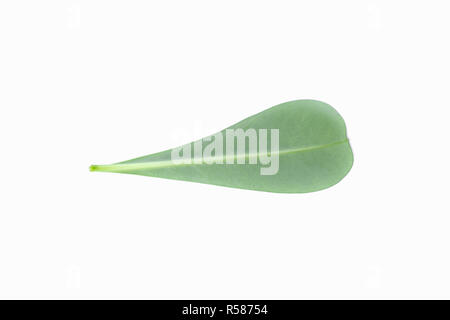 Ansicht von oben geschossen der Blätter. Blätter mit Isolieren auf weißem Hintergrund. Blätter auf Weiß. Stockfoto