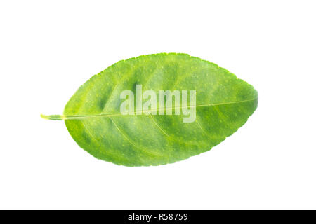 Ansicht von oben geschossen der Blätter. Blätter mit Isolieren auf weißem Hintergrund. Blätter auf Weiß. Stockfoto