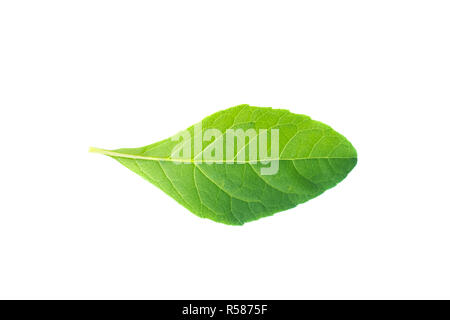Ansicht von oben geschossen der Blätter. Blätter mit Isolieren auf weißem Hintergrund. Blätter auf Weiß. Stockfoto