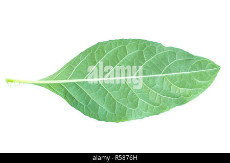 Ansicht von oben geschossen der Blätter. Blätter mit Isolieren auf weißem Hintergrund. Blätter auf Weiß. Stockfoto