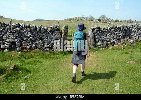 Eine junge weibliche Wanderer erreicht eine Trockenmauer und Zaun auf Ackerland auf die Yorkshire Dales, Northern England, Vereinigtes Königreich. Stockfoto