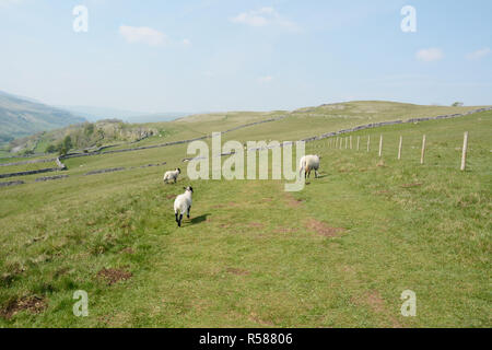 Drei Schafe auf einer Wiese entlang der Dales Weg Wanderweg, in der Nähe der Grassington, Yorkshire, Nordengland, Großbritannien. Stockfoto