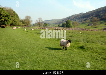 Schafe in einer Wiese entlang der Dales Weg Wanderweg im wharfe River Valley, in der Nähe von Starbotton, Yorkshire, Nordengland, Großbritannien. Stockfoto