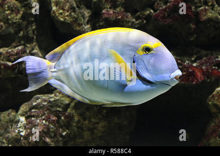 Auge - stripe doctorfish dussumieri Acanthurus Stockfoto