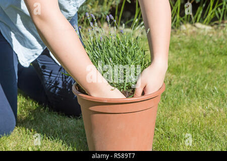 Das Mädchen ist das Einpflanzen von Lavendel im Topf Stockfoto