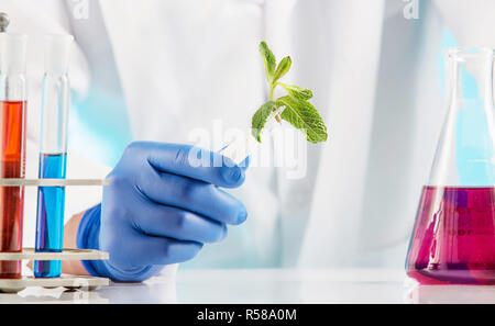 Pflanzenwissenschaften im Labor Stockfoto