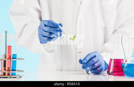 Pflanzenwissenschaften im Labor Stockfoto