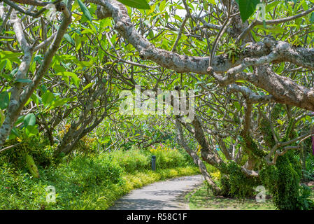 Weg und Baum mit Sonne Licht im öffentlichen Park Stockfoto