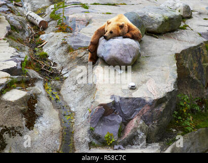 Großer Braunbär in lustiger Pose auf Roks entspannend Stockfoto