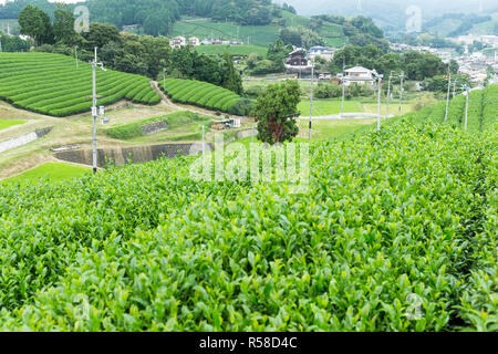 Frischen Tee Farm Stockfoto