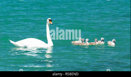 Schwan Familie am Plattensee, Ungarn Stockfoto