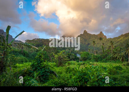 Insel Moorea Dschungel und die Berge Landschaft Stockfoto