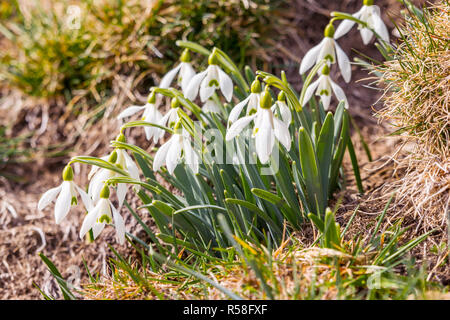 Frühling Schneeglöckchen Blüte im sonnendurchfluteten Wäldern Stockfoto