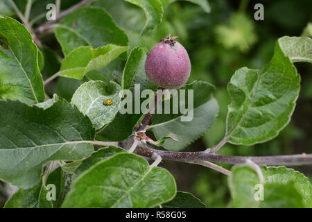 22-Spot gelb Marienkäfer auf dem Blatt von einem Apfelbaum Stockfoto