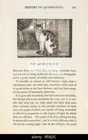 Die Hauskatze. [Eine allgemeine Geschichte der Vierbeiner. [Von R. Beilby.] Die Zahlen eingraviert auf Holz von T.Bewick.]. Newcastle-upon-Tyne, 1807. Quelle: 446. d. 18 Seite 231. Autor: BEWICK, Thomas. Beilby, Ralph. Stockfoto