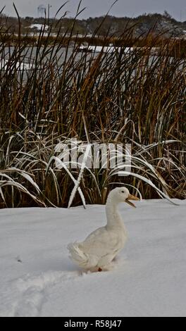 Tame Park Ente in Schnee, Lindsey öffentlichen Angelsee, Canyon, Texas. Stockfoto