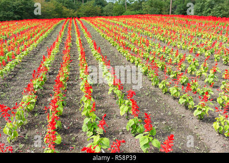 Red Salvia Feld Stockfoto