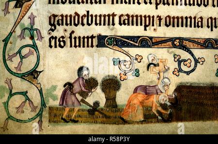 [Detail] unteren Rand. Ein erntefeld. Zwei Frauen nach vorne beugen Ernten mit Sicheln; auf der linken Seite ist eine gebundene Garbe, während ein Mann mit einer Sichel in seinem Gürtel, eine andere für die verbindliche bereitet. Luttrell Psalter. England [East Anglia]; ca. 1325-1335. Quelle: Hinzufügen. 42130, f.172 v. Sprache: Latein. Stockfoto