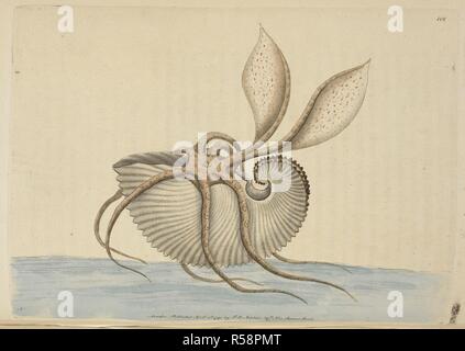 Argonauta Argo. Die größere Argonaut, eine Spezies von pelagischen Kraken der Gattung Argonauta. . Vivarium Naturae sive rerum naturalium... icones ad ipsam depictae naturam et descriptÃ ¦. - Die Naturforscher' Miscellany oder farbige Abbildungen der natürlichen Objekte gezeichnet und beschrieben ... aus der Natur. London: Nodder & Co., 1789-1813. Quelle: 44. b 20 Platte 101. Autor: SHAW, George. Nodder, Frederick Polydore. Stockfoto