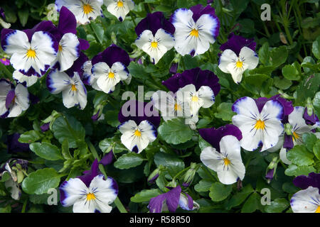 Sydney Australien, Garten Grenze von dunklem Violett und Weiß Stiefmütterchen Pflanzen Stockfoto