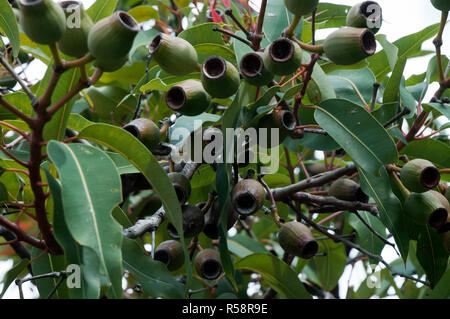 Sydney Australien, große Gummi Muttern einer corymbia Baum, ist Teil der Eukalyptus Familie Stockfoto