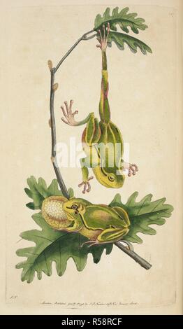 Lief Arborea. Der Europäische Laubfrosch (Hyla arborea früher Rana arborea). Vivarium Naturae sive rerum naturalium... icones ad ipsam depictae naturam et descriptÃ ¦. - Die Naturforscher' Miscellany oder farbige Abbildungen der natürlichen Objekte gezeichnet und beschrieben ... aus der Natur. London: Nodder & Co., 1789-1813. Quelle: 44. b 20 Platte 127. Autor: SHAW, George. Nodder, Frederick Polydore. Stockfoto
