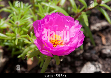Sydney Australien, helles Magenta Blüte portulak Anlage Stockfoto