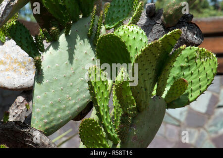 Sydney Australien, Feder Wachstum neue Paddles oder Blätter auf Cactus Stockfoto