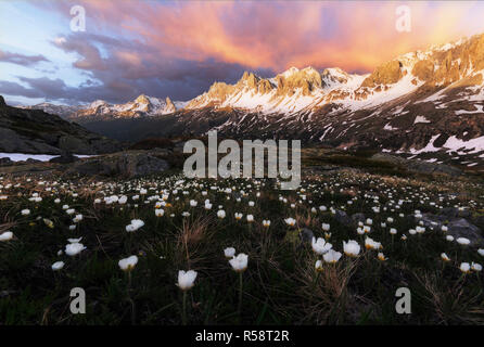 Brennender Himmel über Blumenwiese in den Bergen, Vallee de La Claree, Haute Savoie, Frankreich Stockfoto